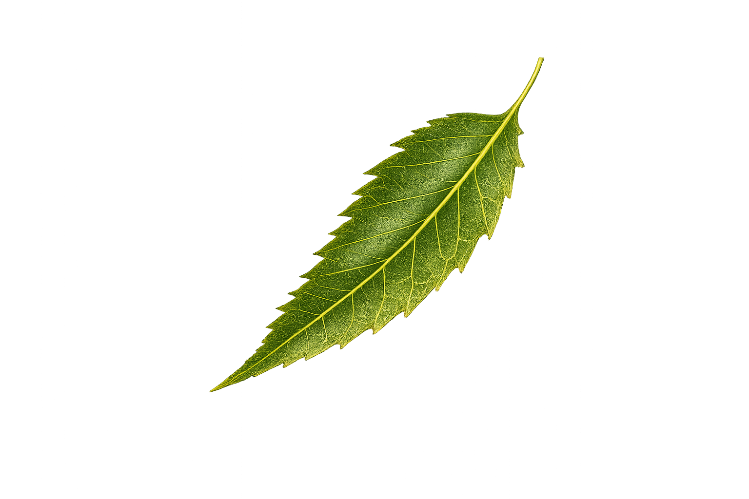 Ayurvedic Decor